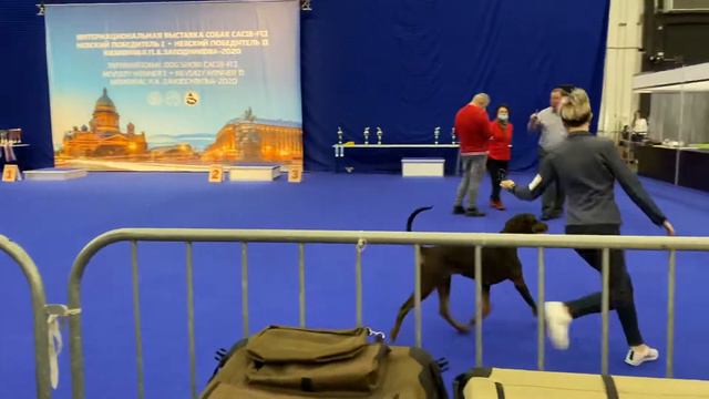 Doberman Chernyy Korsar Aqua Incognita. 2020. (Runa). смотреть онлайн