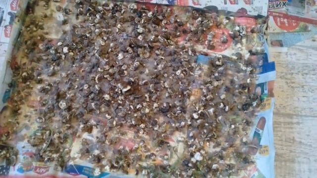 Перепелки в домашних условиях. Вся правда смотреть онлайн