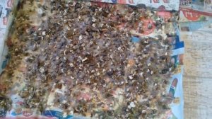 Перепелки в домашних условиях. Вся правда