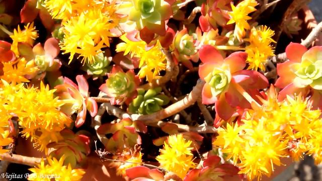 Baladas Románticas Del Ayer: Camilo Sesto, Leo Dan, Palito Ortega, José José, Emmanuel, Raphael...