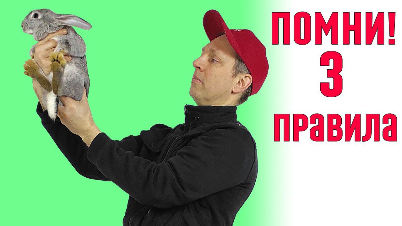 3 простых правила в кролиководстве смотреть онлайн