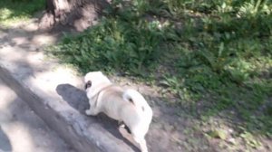 Мопс Митрофан на прогулке 🐕🦺🚶♂️