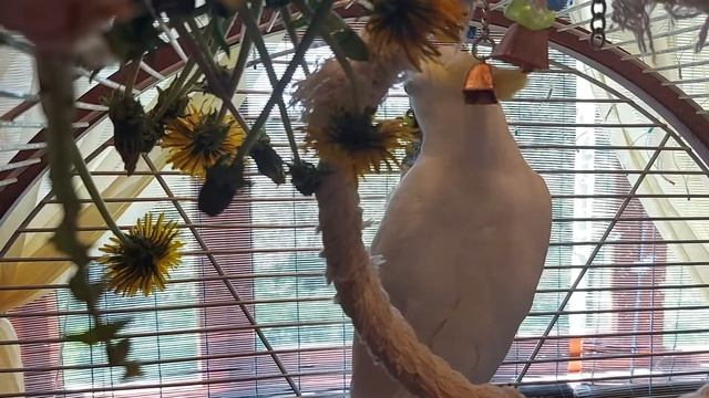 Какаду Тиша ест одуванчики смотреть онлайн