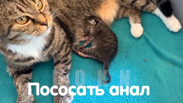 СОСАТЕЛЬНЫЕ ДНИ КОШЕЧКИ! - А ну-ка давай-ка RYTP смотреть онлайн