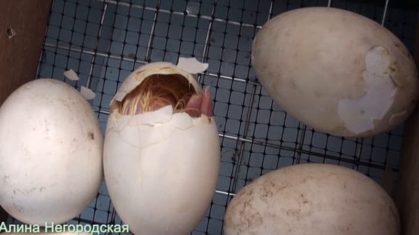 Как вылупляется Индоутенок