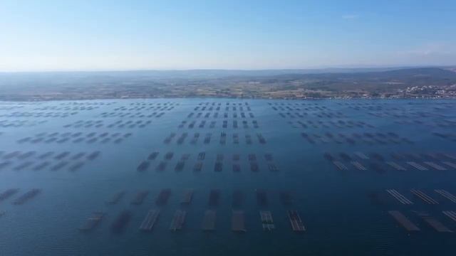 Подойдет ли стерлядь для разведения в домашнем пруду? Можно ли отправить мальков осетра в Африку?