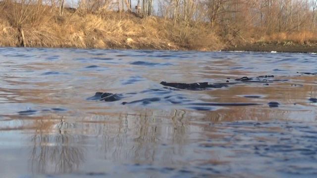 Поздняя осень в РДБА. Как лед на прудах становился смотреть онлайн