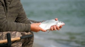 Рыбалка на Дону на фидер осенью. Сильное течение, лещ, карась, рыбец. Багаевская