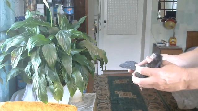 Черные тульские турманы смотреть онлайн