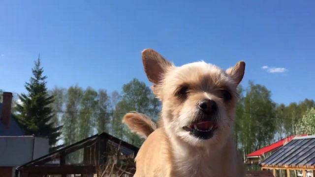 🌿Показываю нашу дачу☁️ Часть 2/ Стеша Ну ну смотреть онлайн
