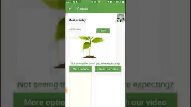PlantSnap identifies a Silver dollar plant (Crassula arborescens) смотреть онлайн