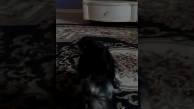 Играем с псов Россия #4 смотреть онлайн