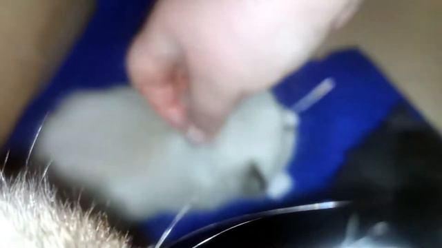 Котята подрастают смотреть онлайн