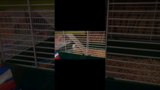 ❤ иду за покупкой для крыс ❤ FixPrice🐀❤ смотреть онлайн