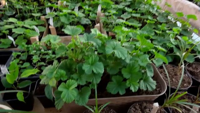 Почему гниют и чернеют черенки пеларгонии? смотреть онлайн