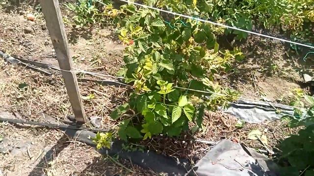 #6 О ремонтантной малине в июле 2022 | Способы выращивания и ухода смотреть онлайн