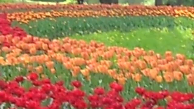 Красная клумба смотреть онлайн