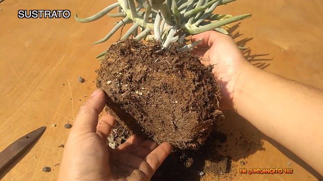 Cotyledon Orbiculata var. oblonga cv. "Takbok "🌵// Cuerno de Alce// Información sobre sus cuidados. смотреть онлайн
