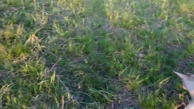 Козлята - гермафродиты . Выбираю козлёнка на племя .