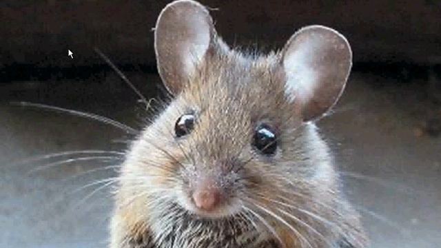 Мышь домовая смотреть онлайн