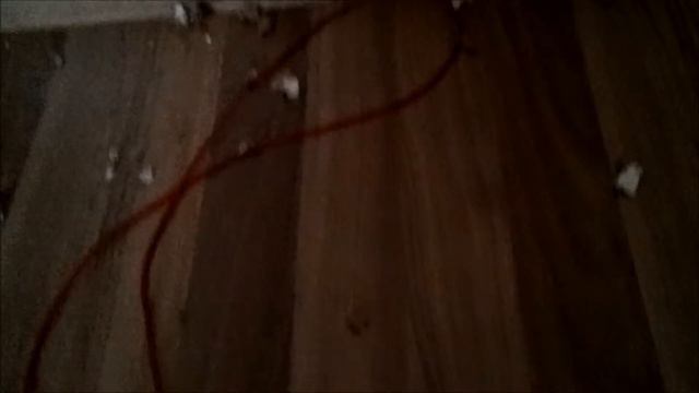 Рыжий кот точит зубы / Ginger cat sharpens teeth смотреть онлайн