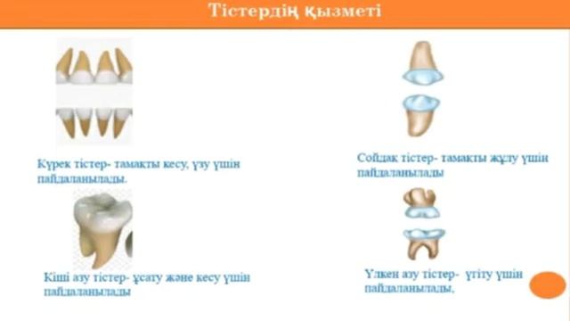 "Тістің құрылысы мен қызметі.Тіс гигиенасы" 8 сынып М.Ғабдуллин о.м А.Кашкимбаева смотреть онлайн