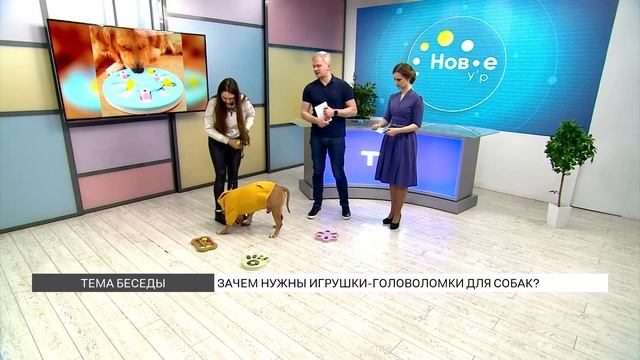 Игрушки-головоломки для собак смотреть онлайн