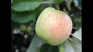 Яблоня сорта Татьяна