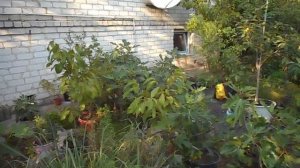 Эксперименты по выращиванию инжира в средней полосе.