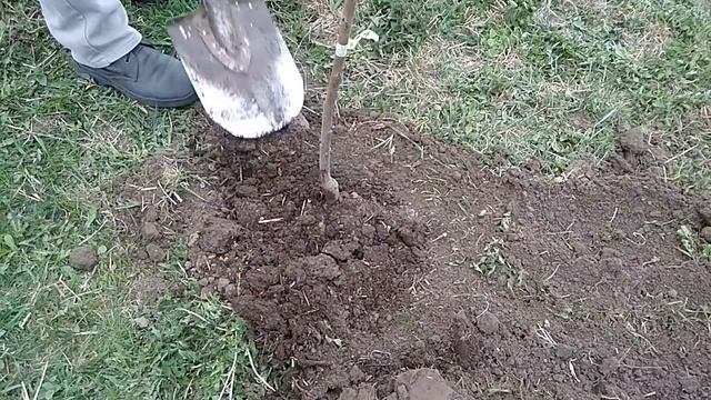 Посадка черешни - мой опыт смотреть онлайн