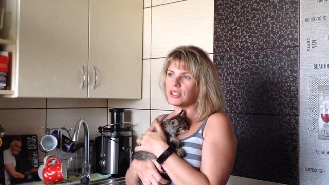 Заводить ли котенка, если в доме взрослая кошка, к чему быть готовым. смотреть онлайн