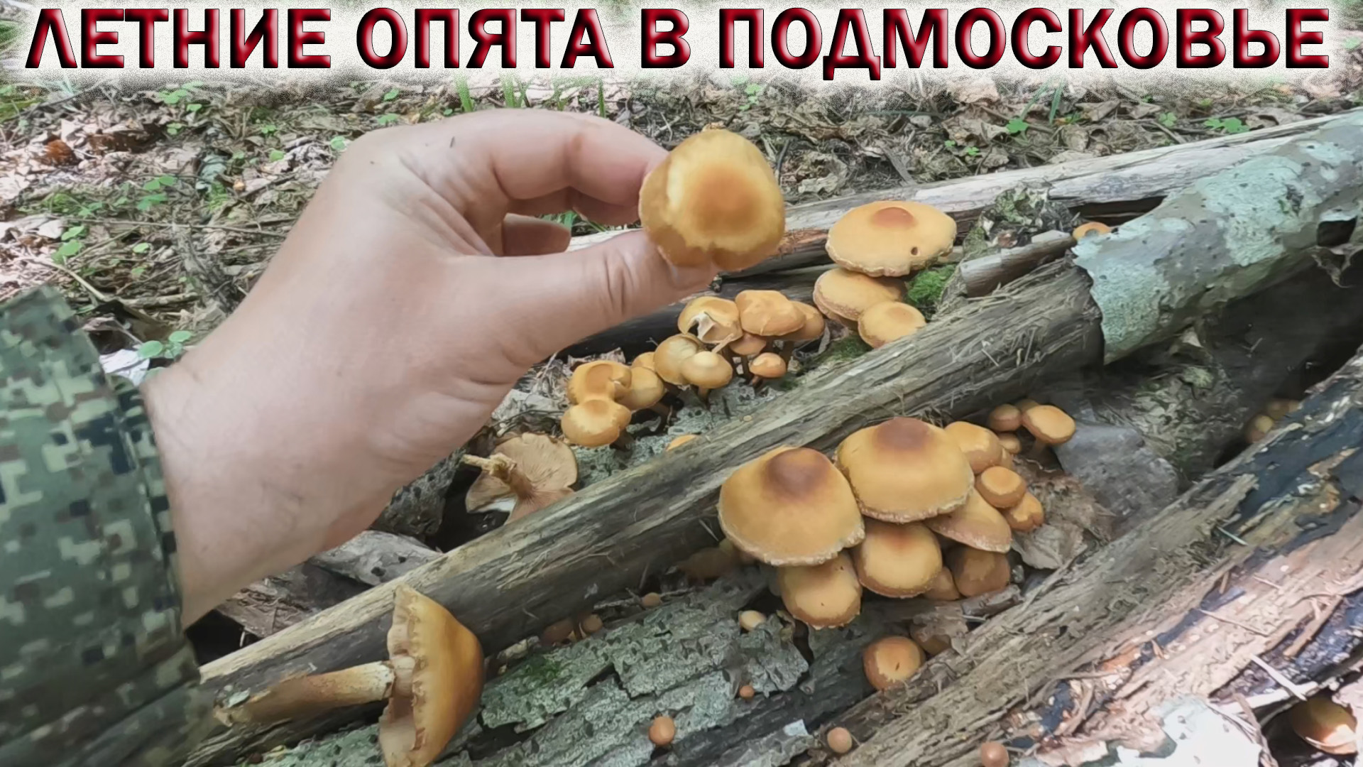 ГРИБЫ В ИЮНЕ 2022.?ЛЕТНИЕ ОПЯТА?ГОВОРУШКА В ЛЕСАХ ПОДМОСКОВЬЯ.?ЖАРЕНЫЕ ОПЯТА В СМЕТАНЕ смотреть онлайн