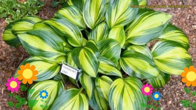 Хоста гибридная Рэйнбоу энд. Краткий обзор, описание характеристик hosta hybrida Rainbow's End смотреть онлайн