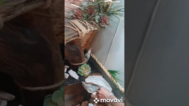 террариум для игуаны смотреть онлайн