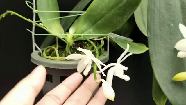 Phalaenopsis tetraspis var Semialba VS Pure Alba смотреть онлайн