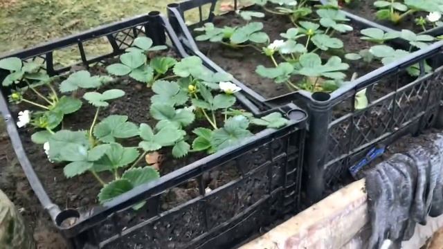 Как внести удобрения под клубнику. смотреть онлайн