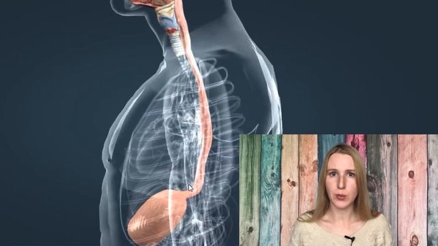 ПИЩЕВАРИТЕЛЬНАЯ СИСТЕМА ЧЕЛОВЕКА смотреть онлайн