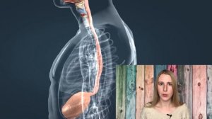 ПИЩЕВАРИТЕЛЬНАЯ СИСТЕМА ЧЕЛОВЕКА