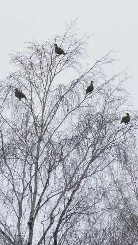 Сибирь, зима, природа, охота. смотреть онлайн