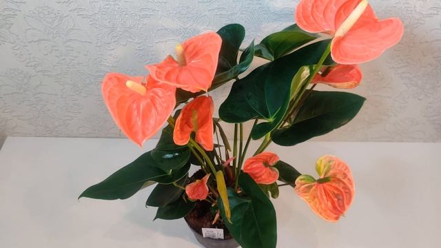 #ЦветыВместе Антуриум Мадурал Оранж Anthurium Madural Orange 17/65 (UltraHD #4K #3840p60FPS) смотреть онлайн