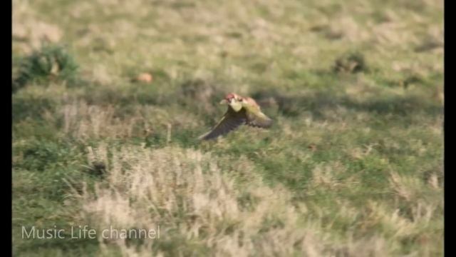 ЛАСКА ЛЕТИТ ВЕРХОМ НА ДЯТЛЕ #Woodpecker and #Weasel смотреть онлайн