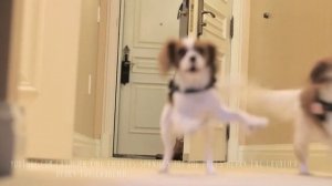 Кавалер Кинг Чарльз Спаниель. Все о породе от А до Я.