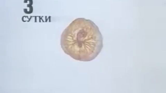 Научфильм Эмбриональное развитие птиц смотреть онлайн