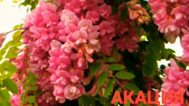 Цветущие деревья.