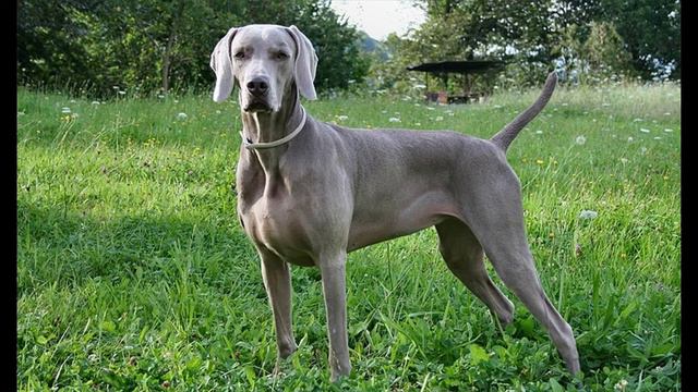 Should You Get a Weimaraner Dog? смотреть онлайн