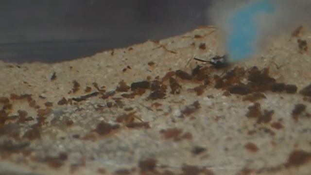 Triops granarius (przekopnica afrykańska) 6 смотреть онлайн
