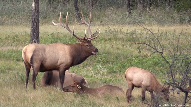 Very Active Elk Bull With His Harem During The Elk Rut