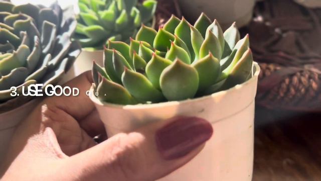 5 basic Succulent caring tips for beginners ॥ सक्यूलेंट ग्रो करने के लिए 5 बातों का रखे ध्यान смотреть онлайн