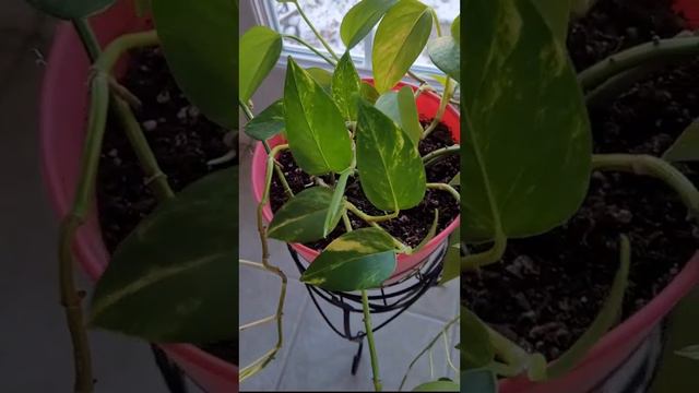 Обрезала практически под корень! Сциндапсус или Эпипремнум золотистый. смотреть онлайн