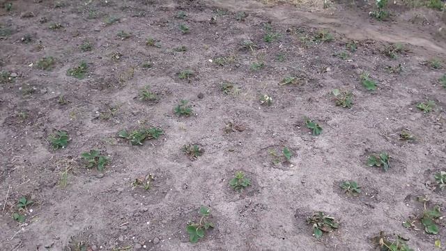 Мы посадили ремонтантную малину и клубнику, участок приоброжается #13!!!